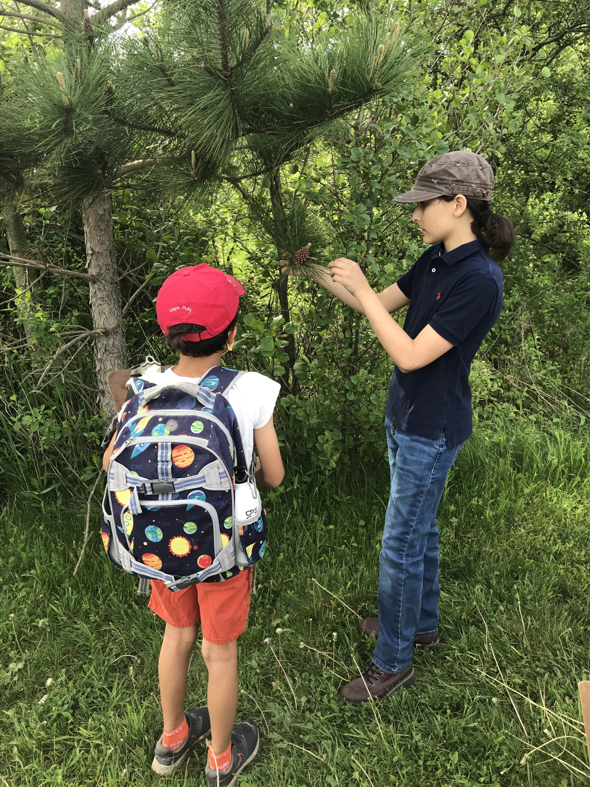 Sachin and Juan examining parts of red pine at Knox Farm State Park 