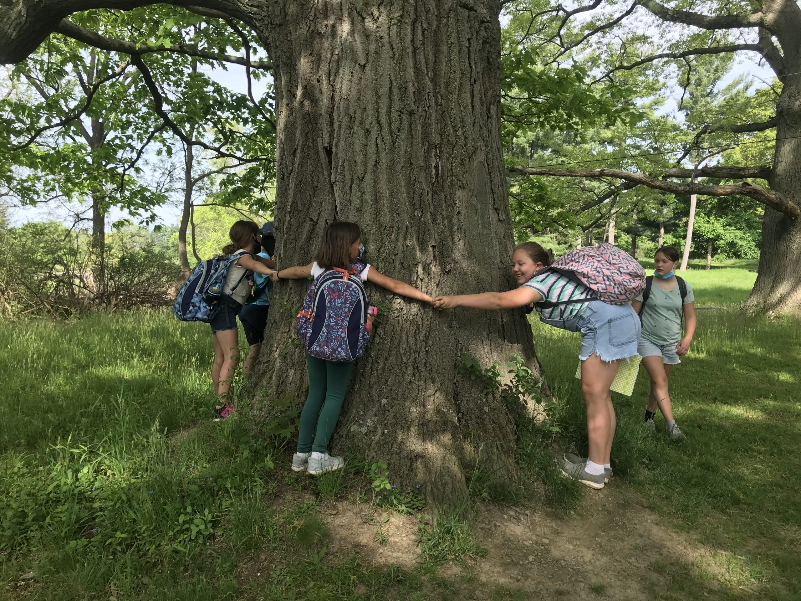 A mighty oak at Knox Farm State Park